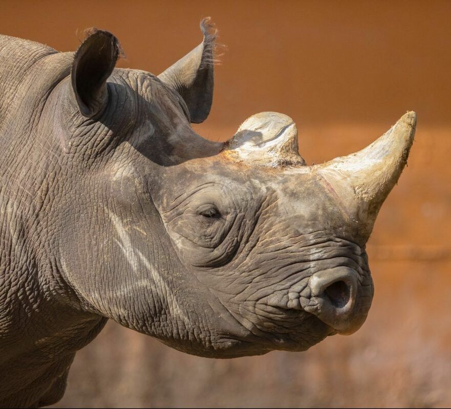 Degunradzis Kigoma. Foto: www.tallinnzoo.ee