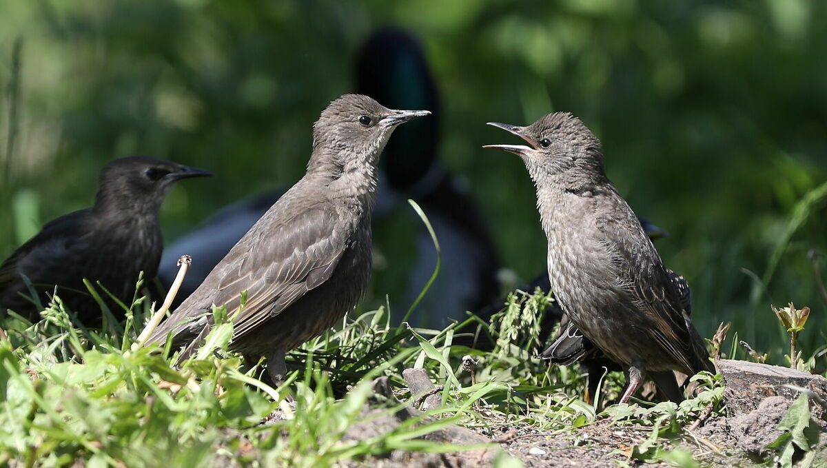 Putni. Foto: Evija Trifanova/LETA