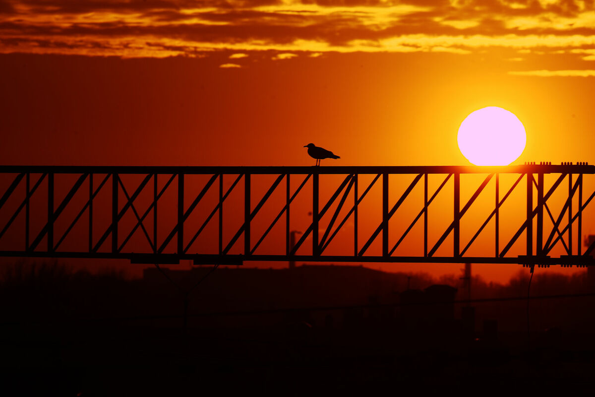 Saulriets Foto: LETA