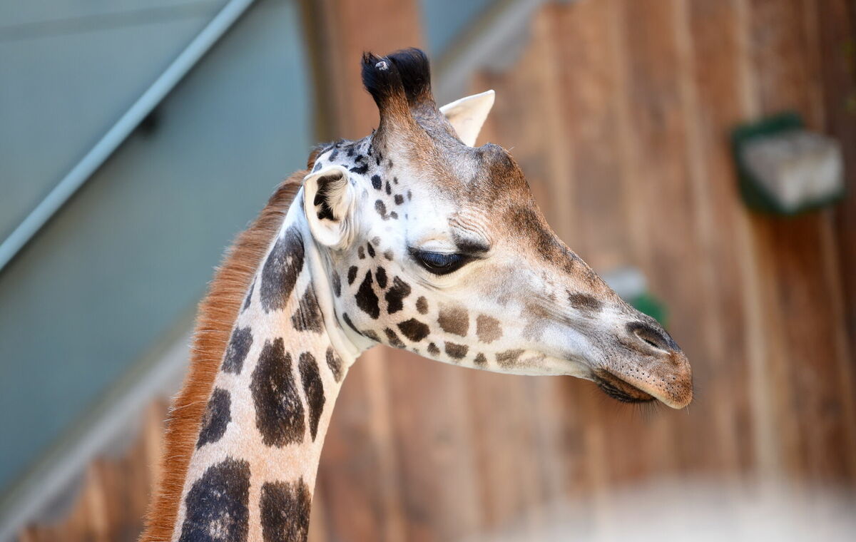 Žirafe Vakilija. Foto: Zane Bitere/LETA
