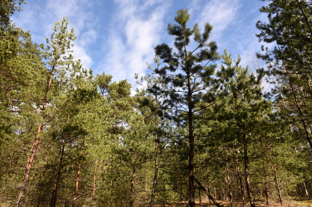 Mežs, FOTO: LETA © Zane Bitere