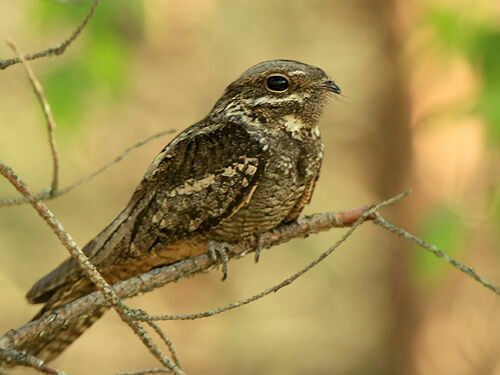 Vakarlēpis. Foto: Dainis Jansons/www.putni.lv