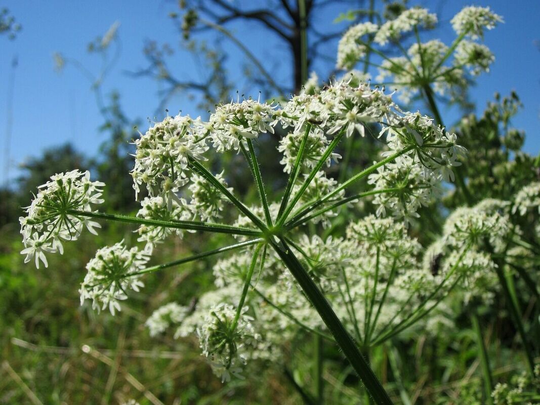 Latvānis. Foto: Pixabay