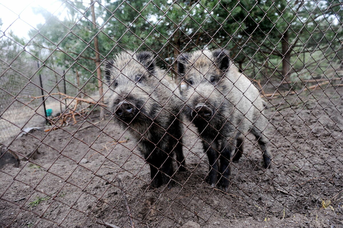 Foto: Liene Krone/LETA