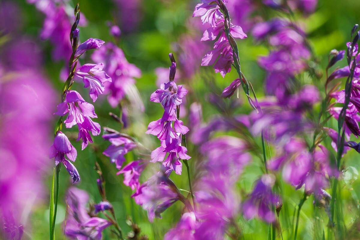 Jumstiņu gladiolas. Foto: Dabas aizsardzības pārvalde