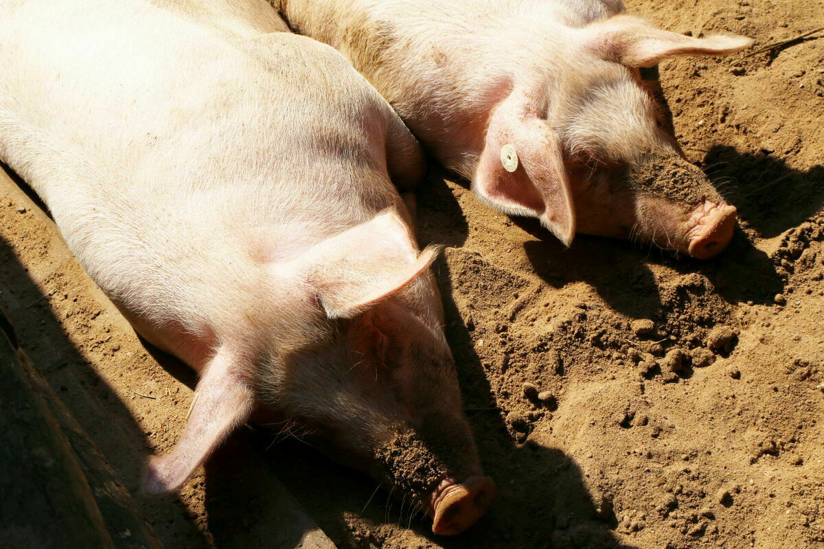 Foto: Evija Trifanova/LETA