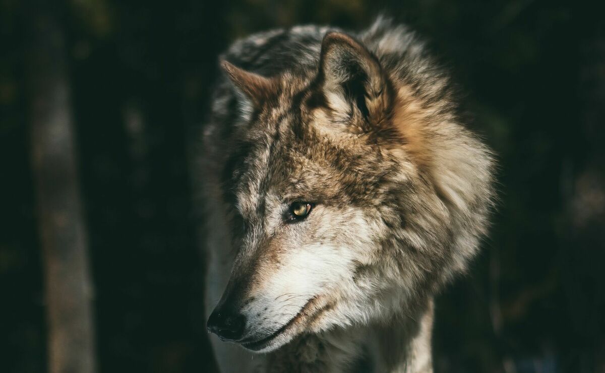 Vilks. Foto: "Unsplash"