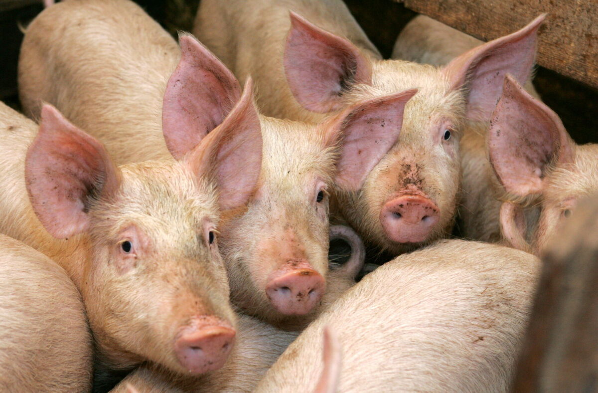 Cūkas. Foto: Gatis Dieziņš/LETA