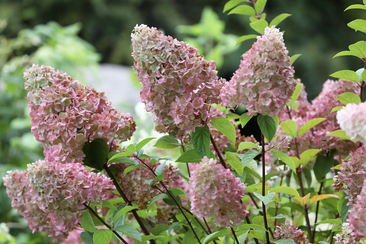 Foto: Evija Trifanova/LETA