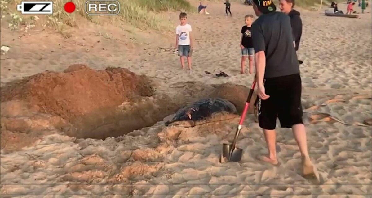 Mirušais ronis, kas ticis aprakts Tūjas pludmalē. Foto: Ekrānuzņēmums no "Bez Tabu"