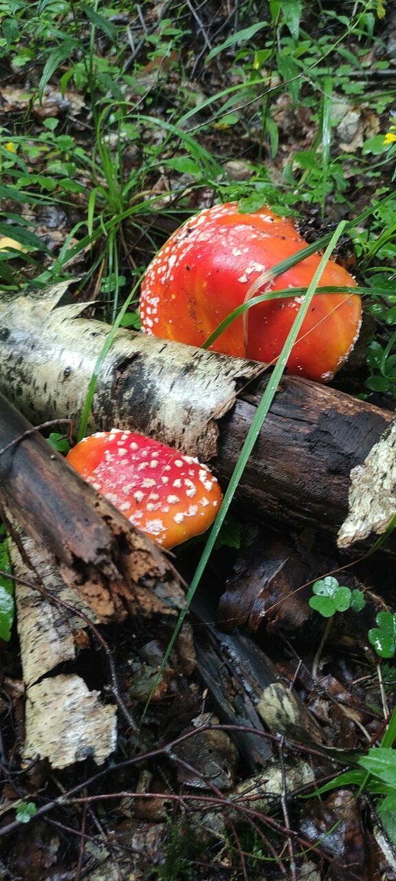 Foto: Līva Treimane/1188.lv redakcija