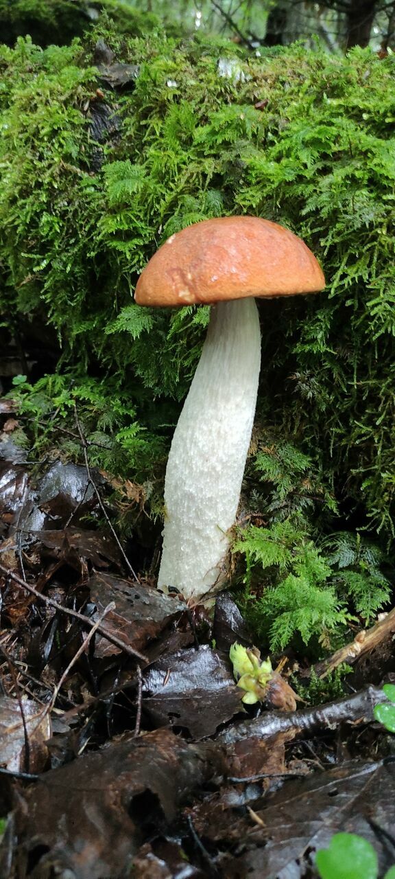 Foto: Līva Treimane/1188.lv redakcija