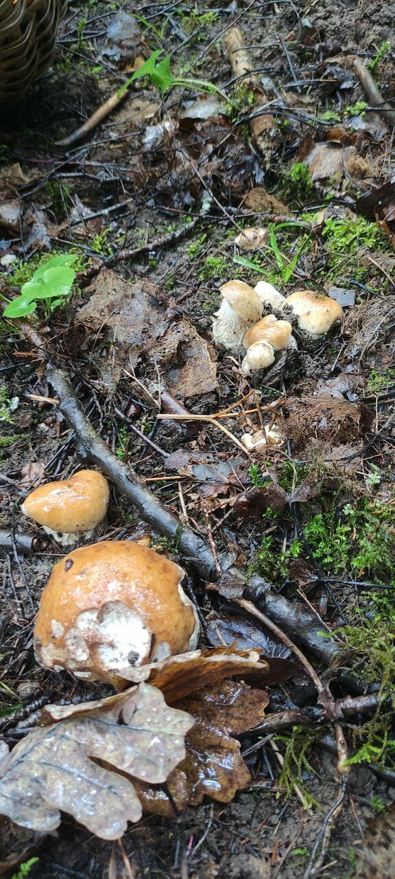 Foto: Līva Treimane/1188.lv redakcija