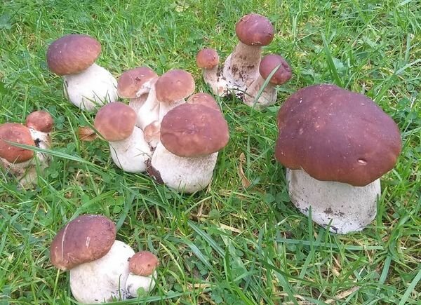 Foto: Līva Treimane/1188.lv redakcija