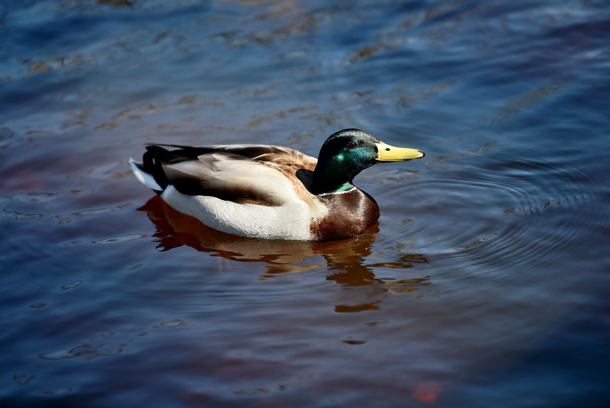 Pīle. Foto: Zane Bitere/LETA