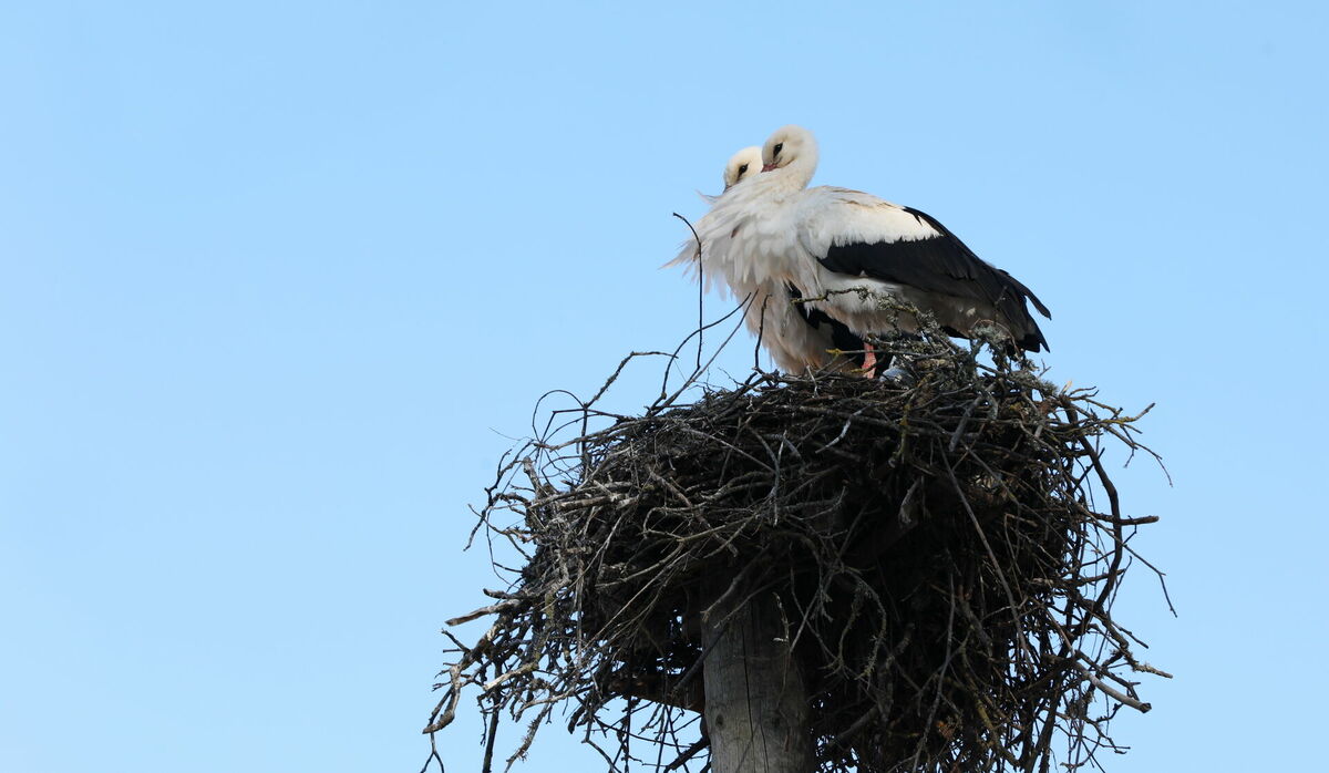 Stārķi. Foto: Evija Trifanova/LETA