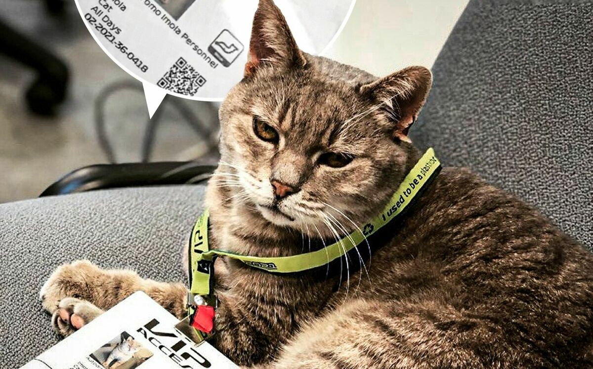 Formulino. Foto: Instagram/@formulinotheking