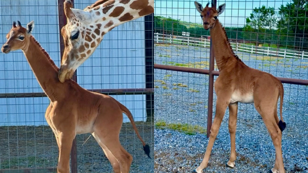 Vienkrāsainā žirafe, kas piedzimusi Braitu ģimenes zoodārzā ASV. Foto: Bright's Zoo/TMX/REUTERS