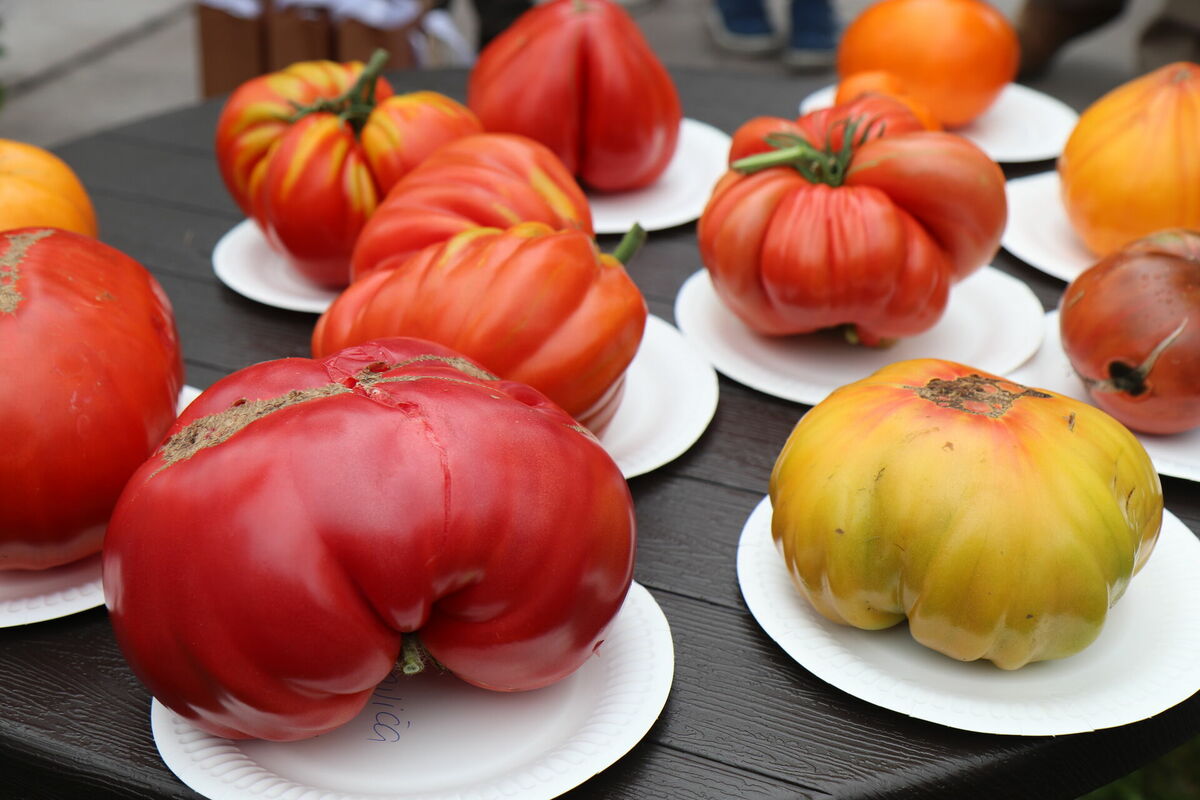 Par smagāko tomātu atzīts Anitas Klenovičas izaudzētais brangulis kreisajā apakšējā stūrī. Foto: Valmieras novada pašvaldība
