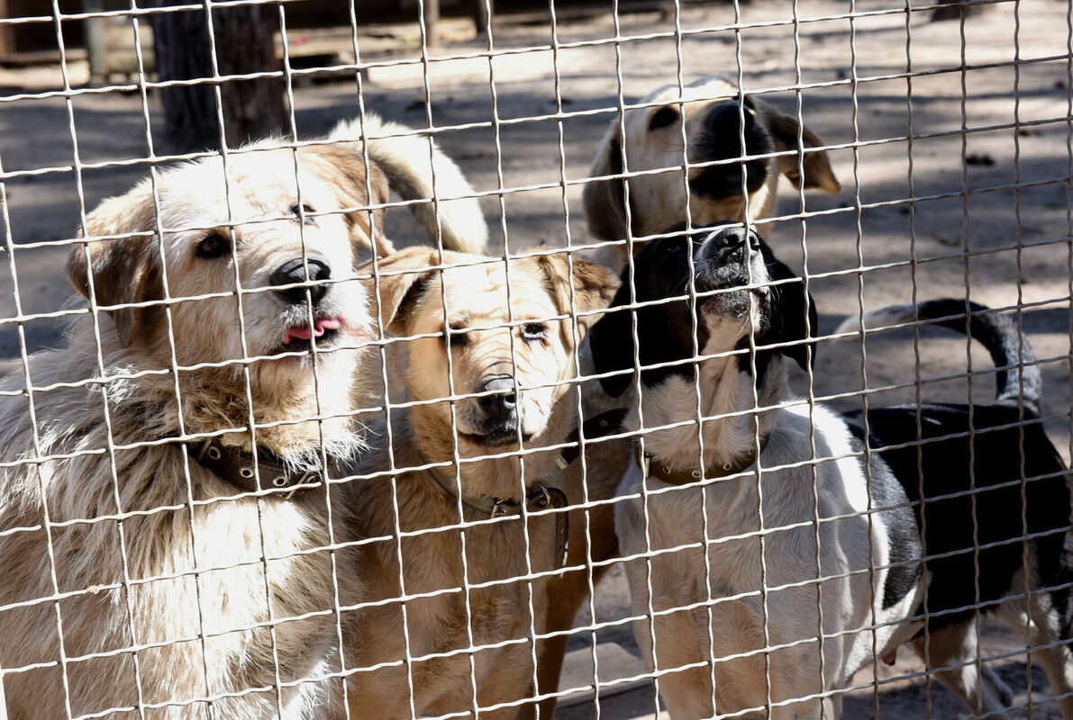Suņi dzīvnieku patversmē "Ulubele". Foto: Zane Bitere/LETA