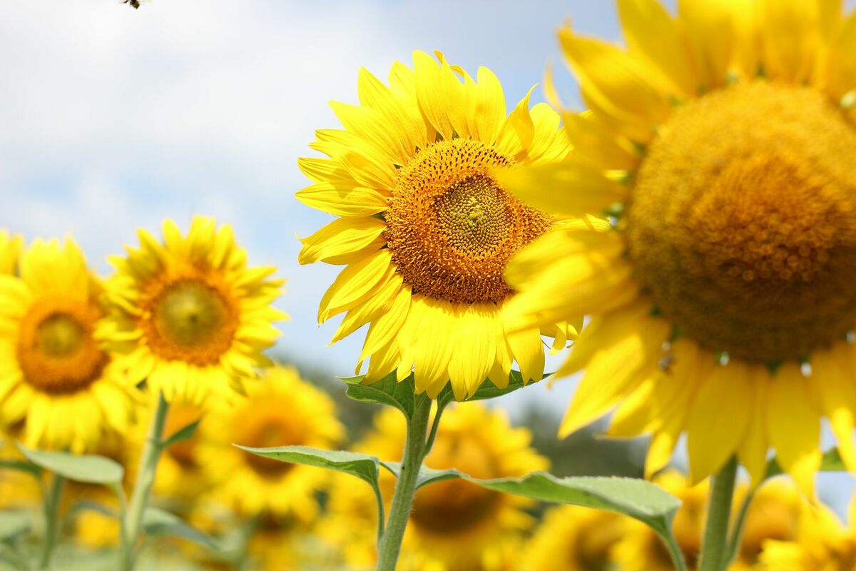 Saulespuķes. Foto: Pexels