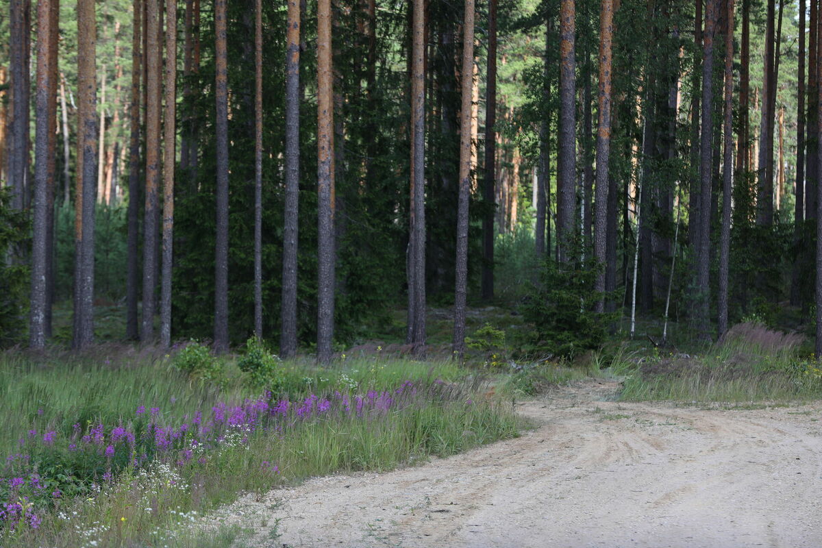 Mežs, FOTO: LETA © Evija Trifanova