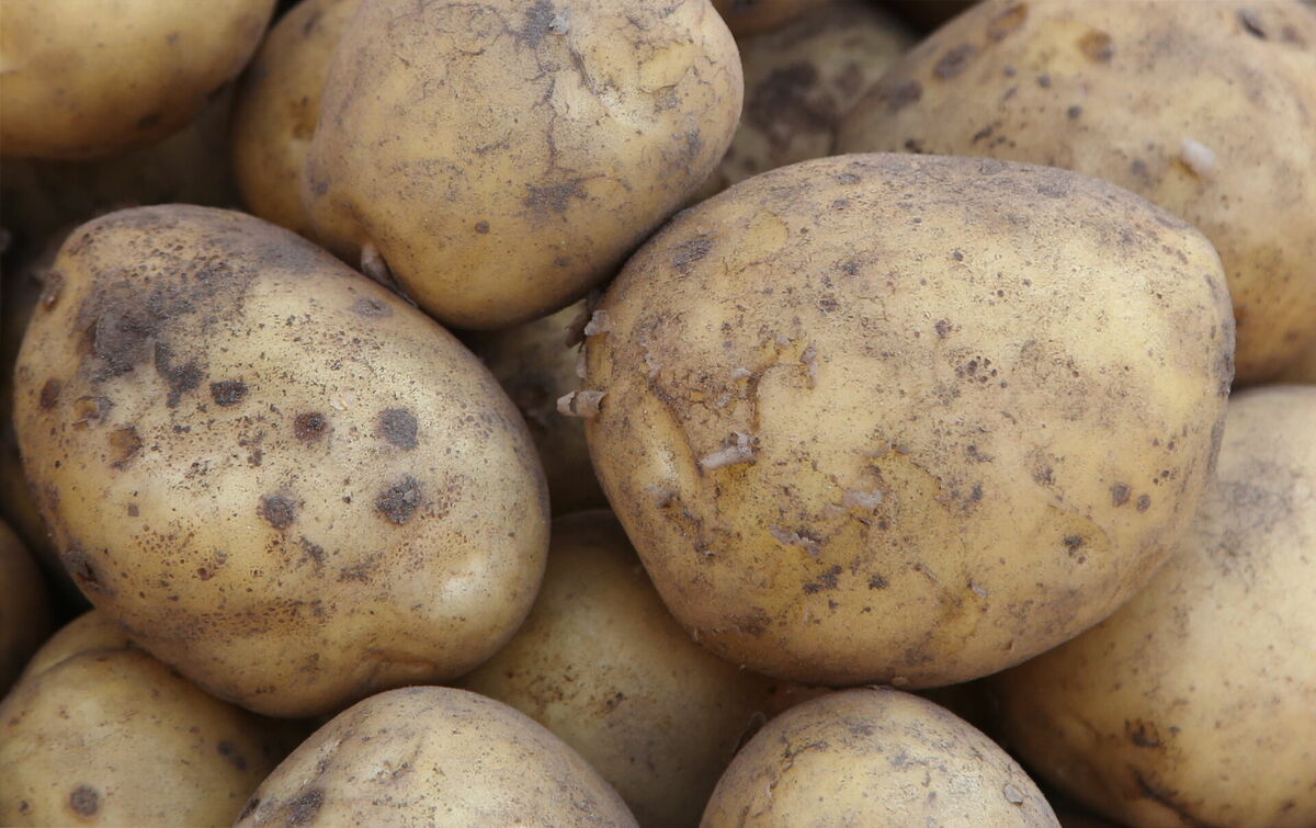 Kartupeļi. Foto: Paula Čurkste/LETA