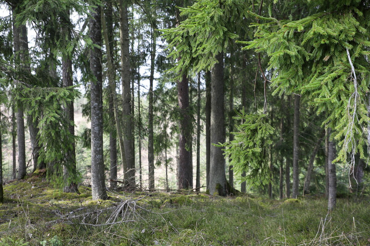 Foto: Evija Trifanova/LETA