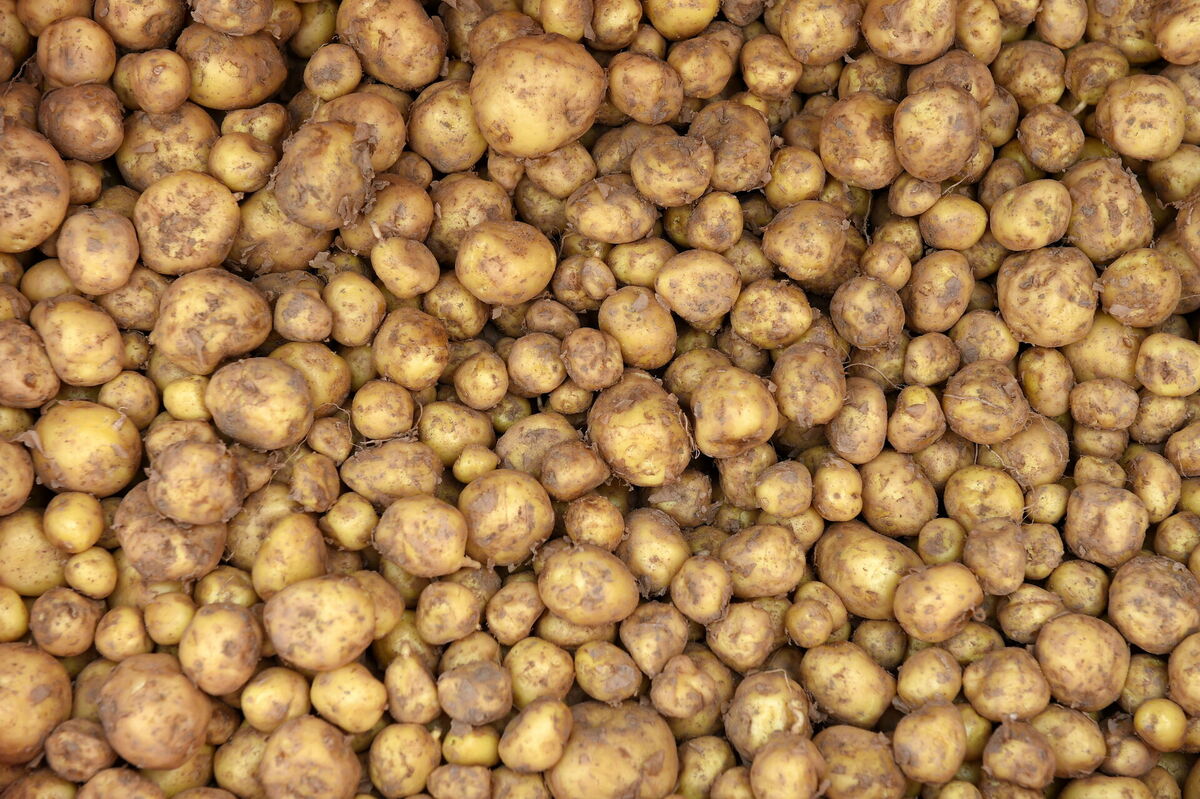 Kartupeļi. Foto: Paula Čurkste/LETA