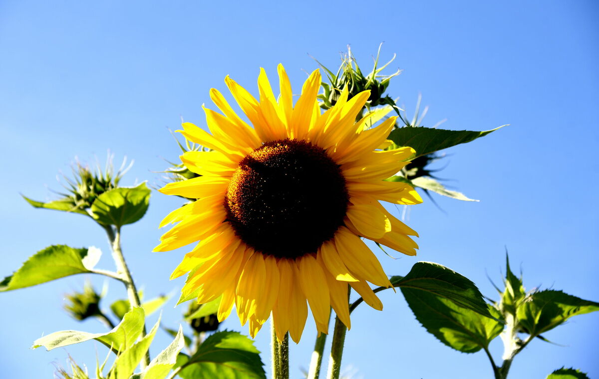 Saulespuķe. Foto: Zane Bitere/LETA