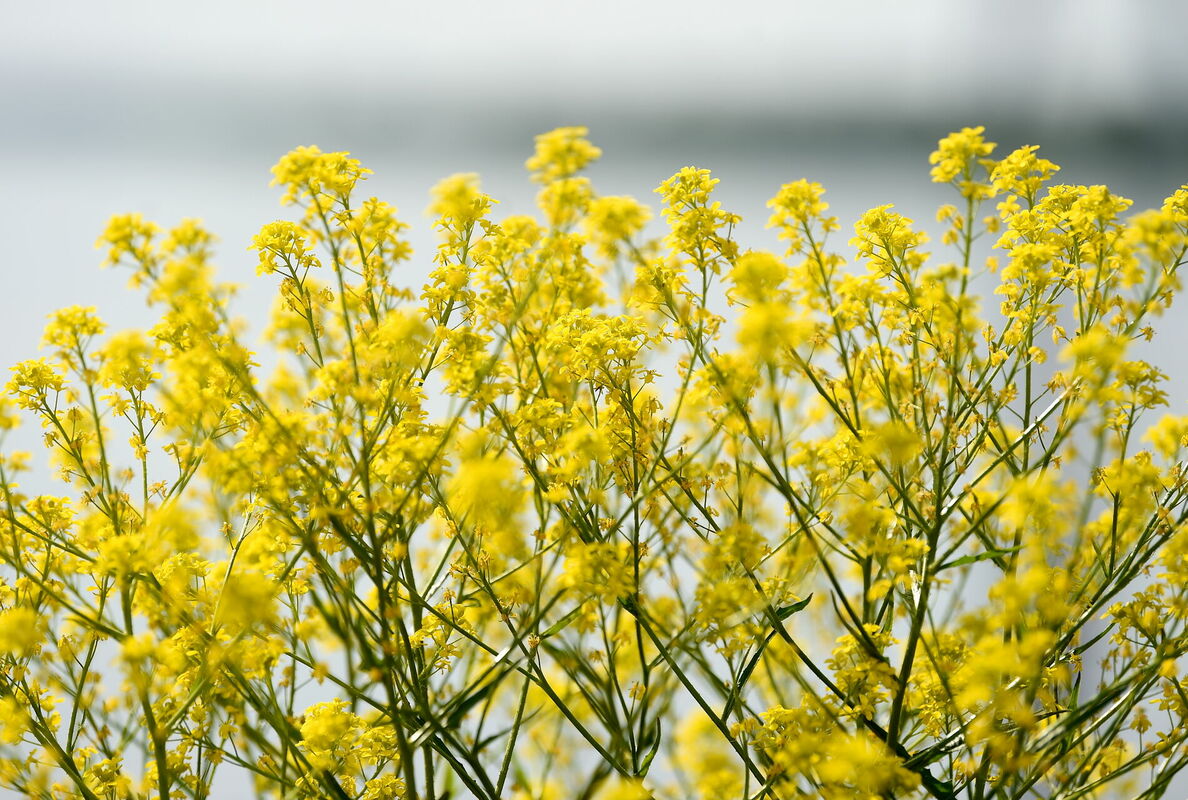 Pērkones. Foto: Zane Bitere/LETA