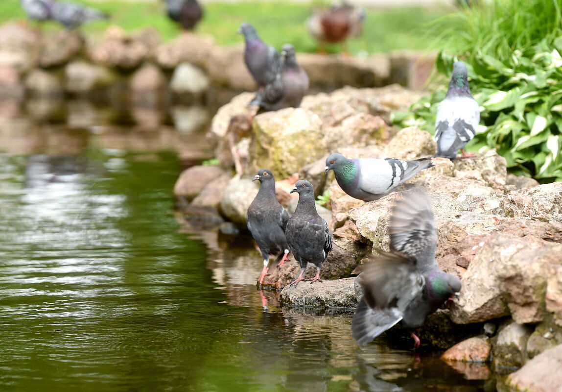 Baloži. Foto: Zane Bitere/LETA