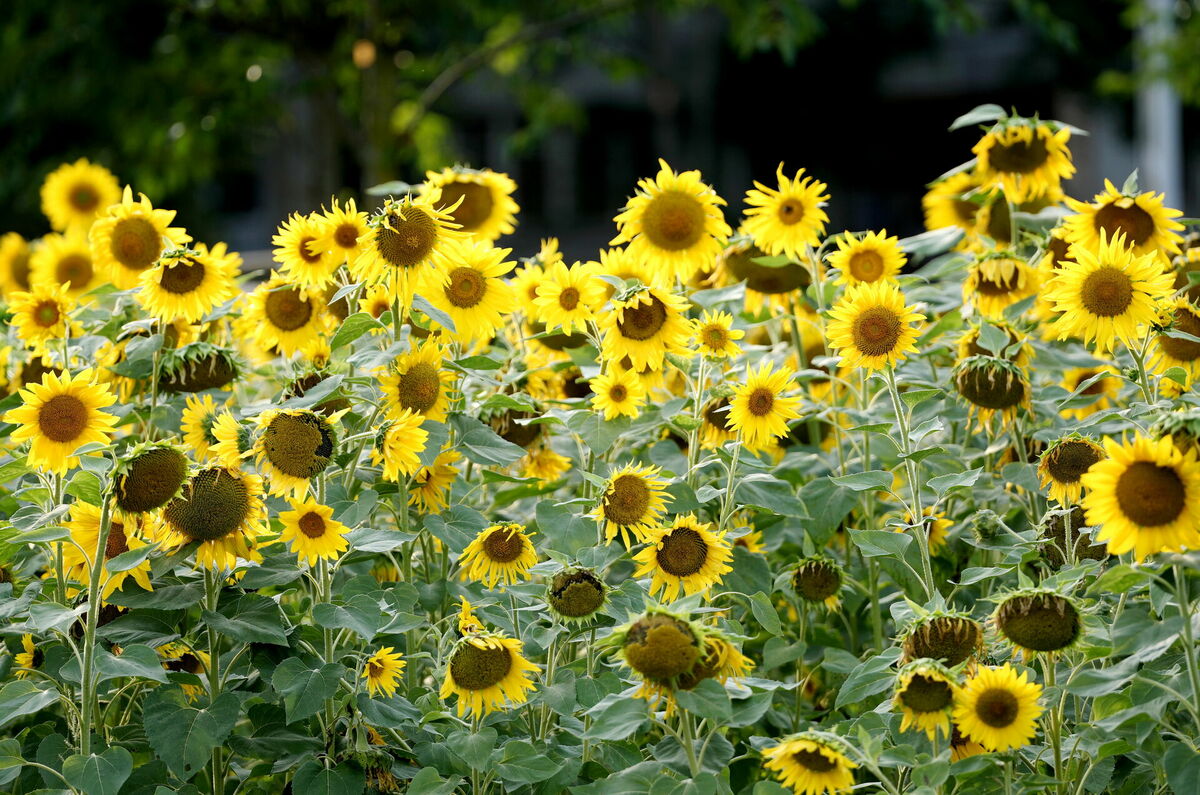 Saulespuķes. Foto: Zane Bitere/LETA