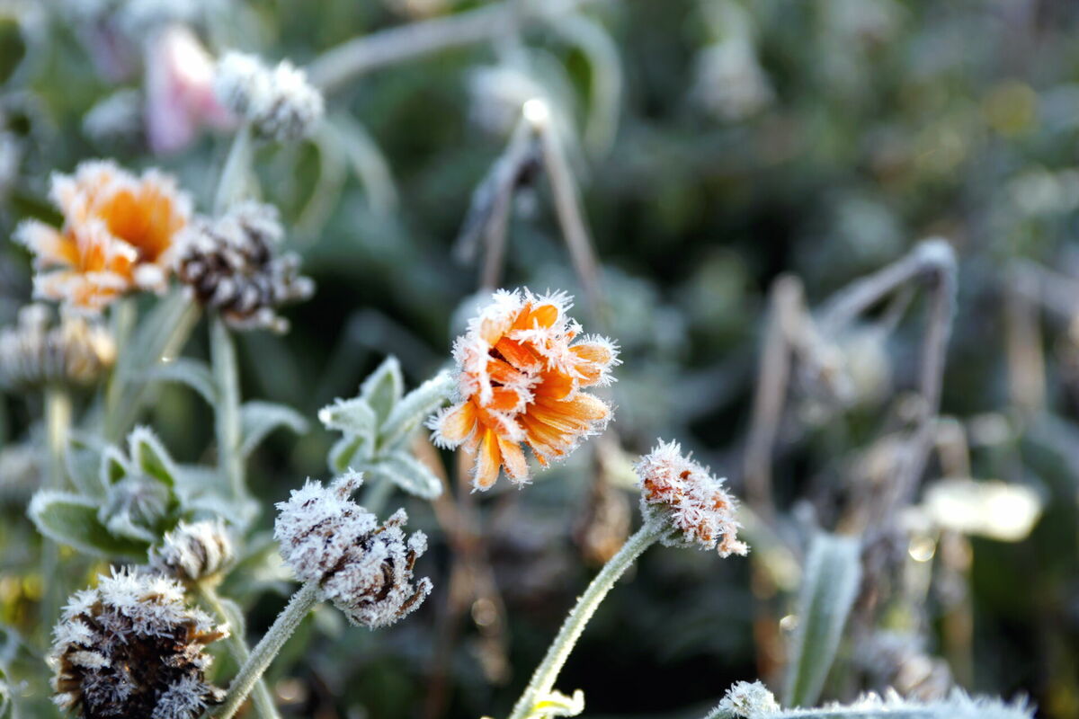 Salna. Foto: Una Kupruka/LETA