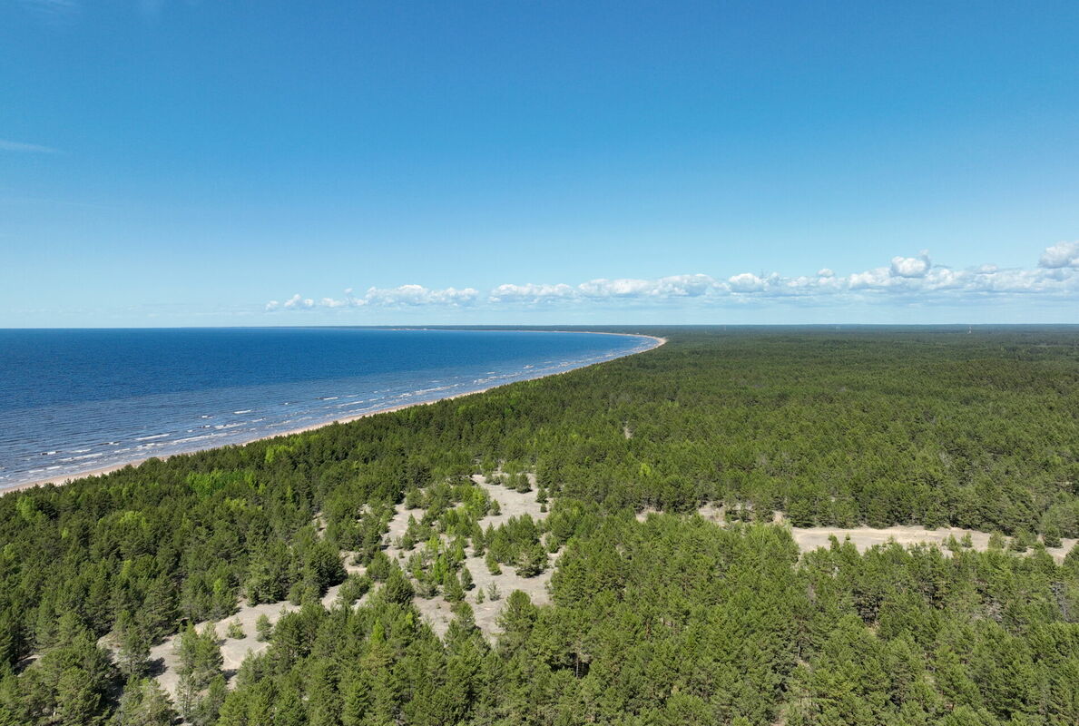 Mežs un jūra pie Carnikavas. Foto: Zane Bitere/LETA