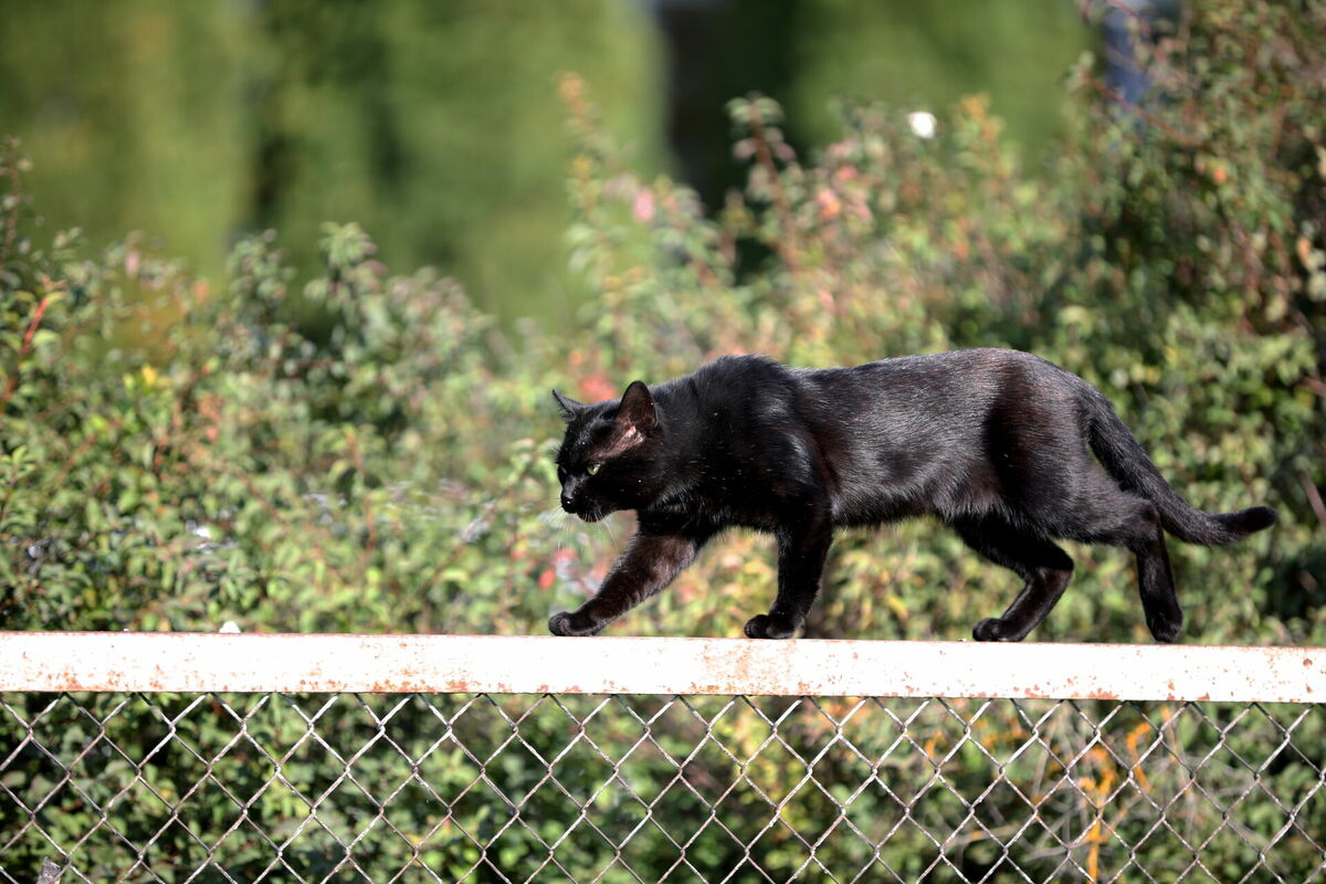 Kaķis. Foto: Evija Trifanova/LETA