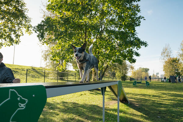 Suņu laukums Lucavsalā. Foto: Rīgas dome