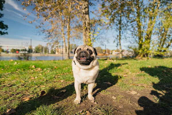 Suņu laukums Lucavsalā. Foto: Rīgas dome