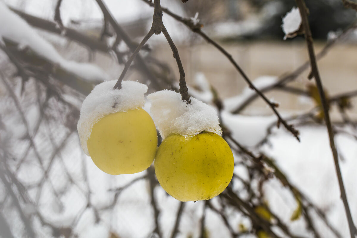 Augļu koks ziemā. Foto: Freepik