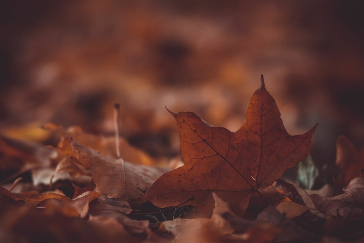 Rudens lapas. Foto: "Unsplash"