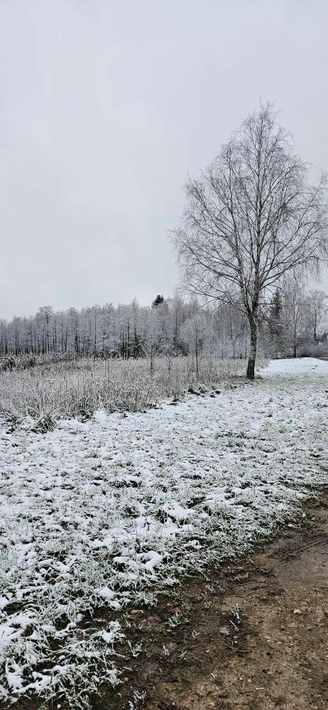 Sniegs Alūksnē 2023. gada 14. novembrī. Foto: Aculiecinieka foto/1188.lv redakcija