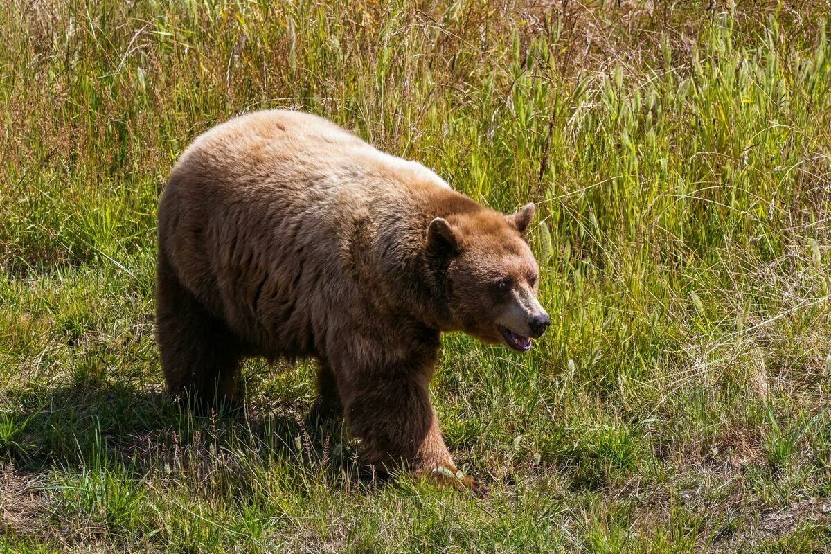 Brūnais lācis. Foto: Pexels