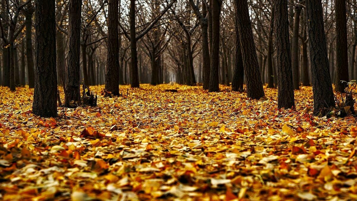 Rudens. Foto: Pixabay