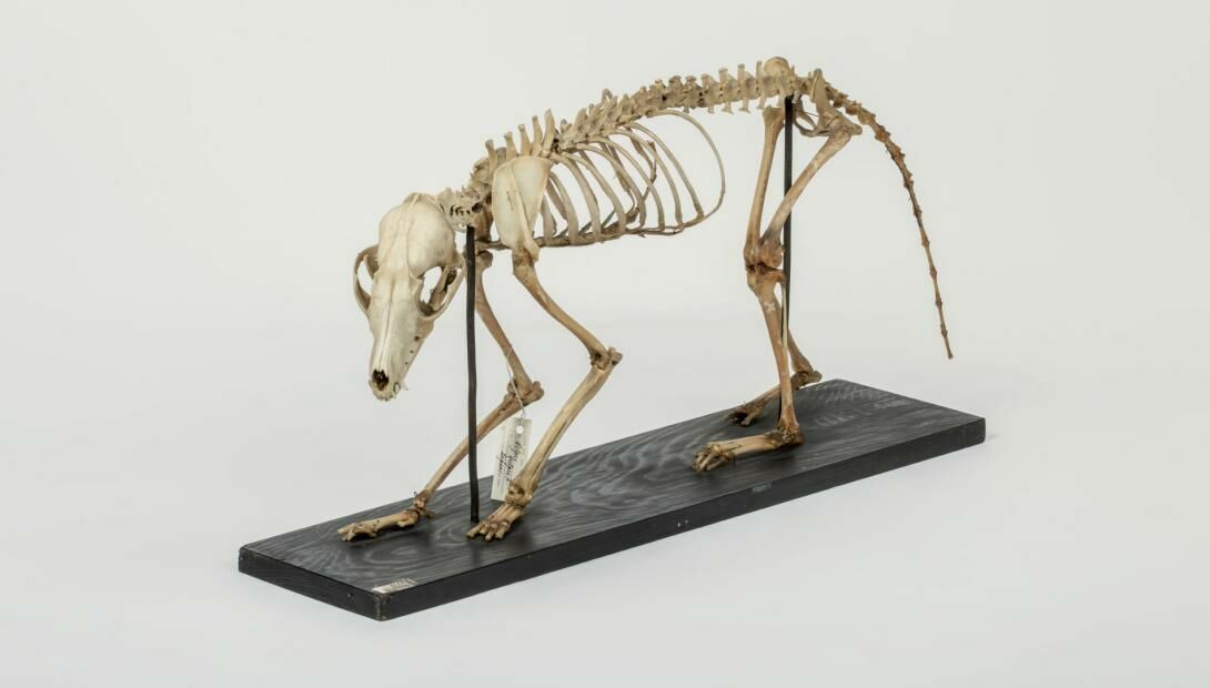 Skelets. Foto: LNDM arhīvs