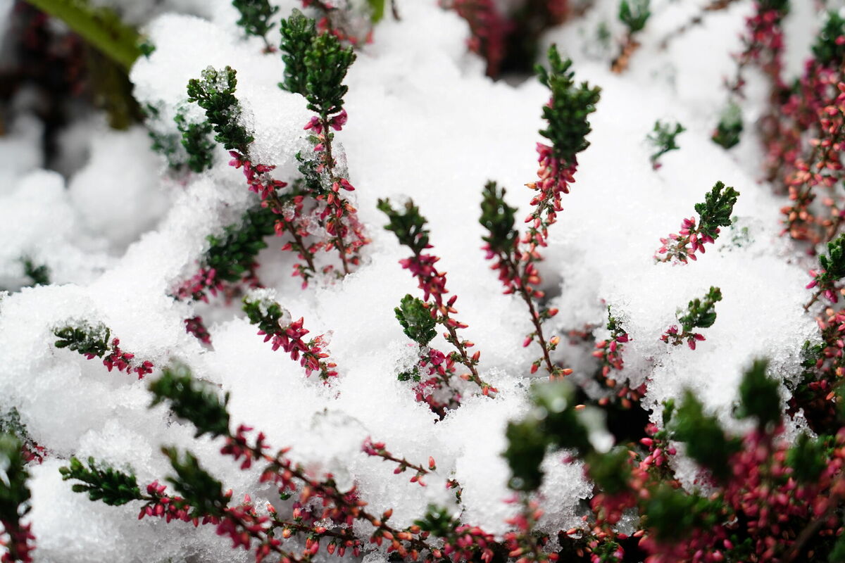 Augi sniegā. Foto: Evija trifanova/LETA