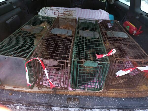 Noķertie kaķi. Foto: "Mežavairogi"