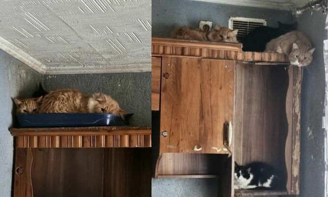 Noķertie kaķi. Foto:Ķepu sargi, dzīvnieku aizsardzības biedrība