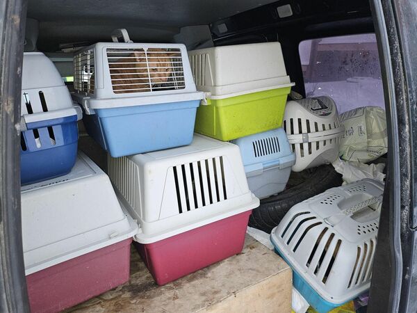 Noķertie kaķi. Foto: Ķepu sargi, dzīvnieku aizsardzības biedrība