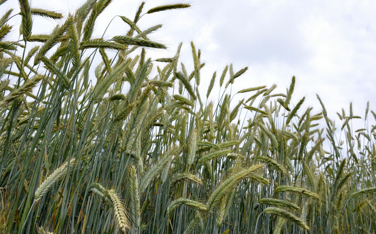 Foto: Ivars Soikāns/LETA