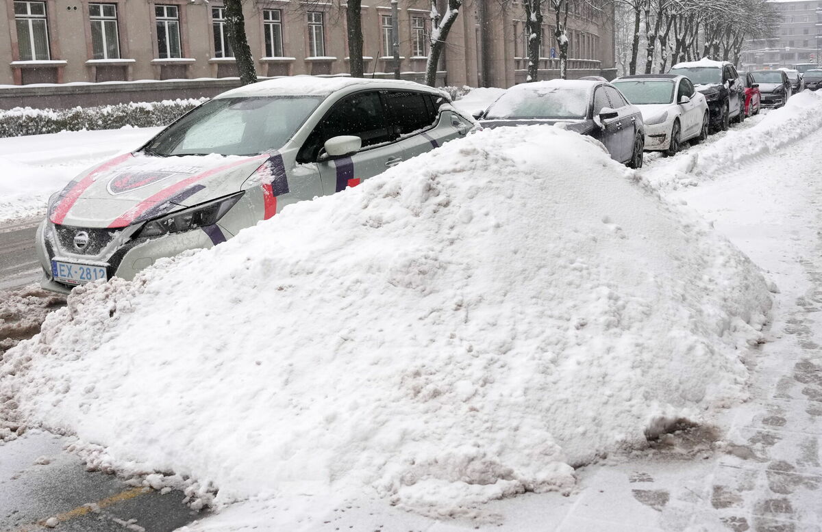 Sniega kupena. Foto: Zane Bitere/LETA